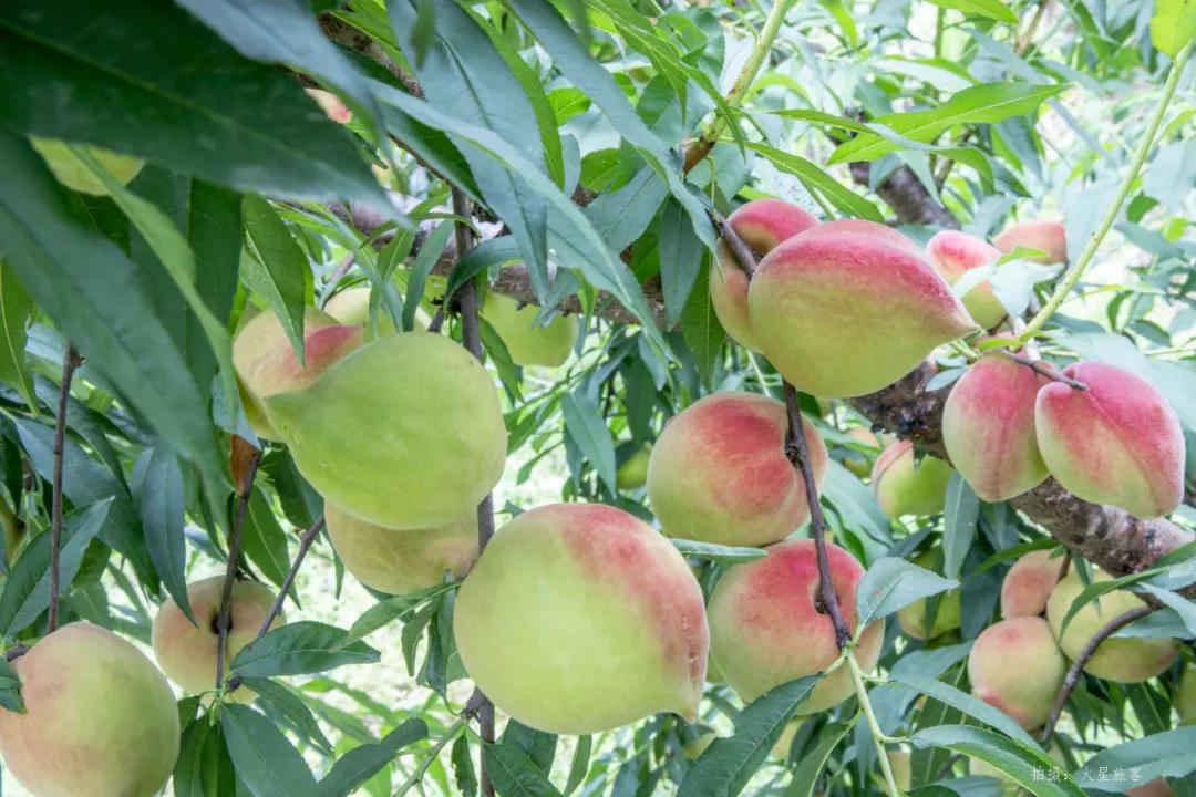 亲农好物｜翁源鹰嘴桃，，，，，，，，好吃“桃”不掉！