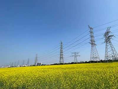 千亿国际妄想丨央视点赞东莞厚街复耕良田盛开迎春花！