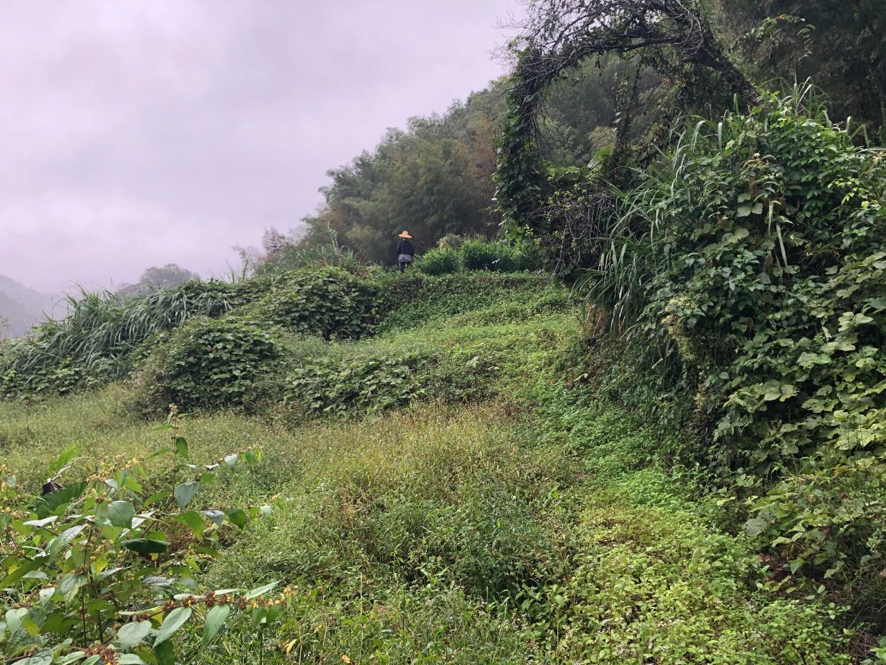 千亿国际妄想 | 我司土地整治项目二次荣登央视，，，，，荒地变良田，，，，，智绘好丰景